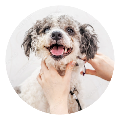 為何要選擇無恐懼寵物美容服務？